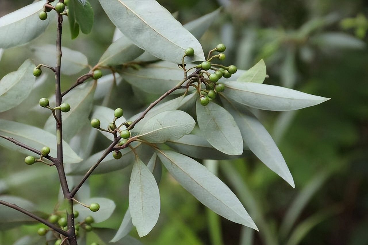 山胡椒:长相酷似樟树,其价值高得很,看到赶紧摘回家