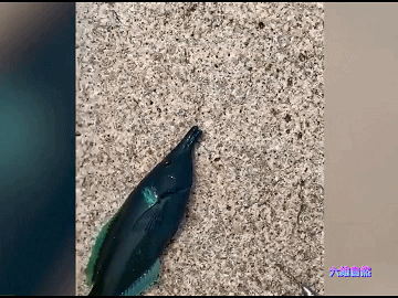 男子海钓钓到一身墨绿色的怪鱼，鱼鳍还闪着蓝色，是有毒的海鱼？