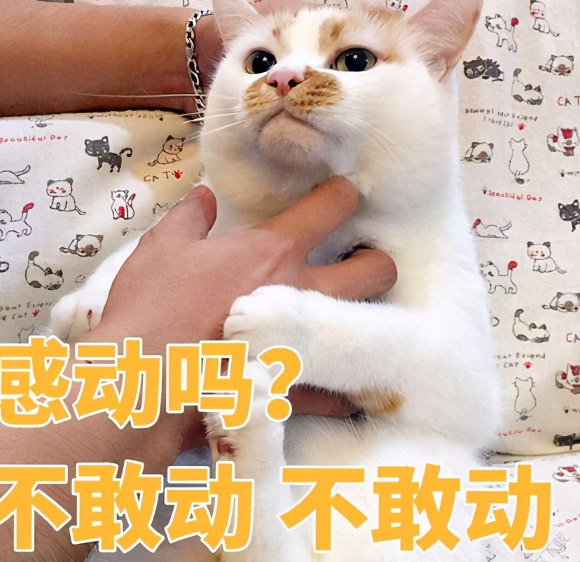 「盘点」身披七彩黑鳞、自带“驱虫”香气,蛇界的颜值担当们