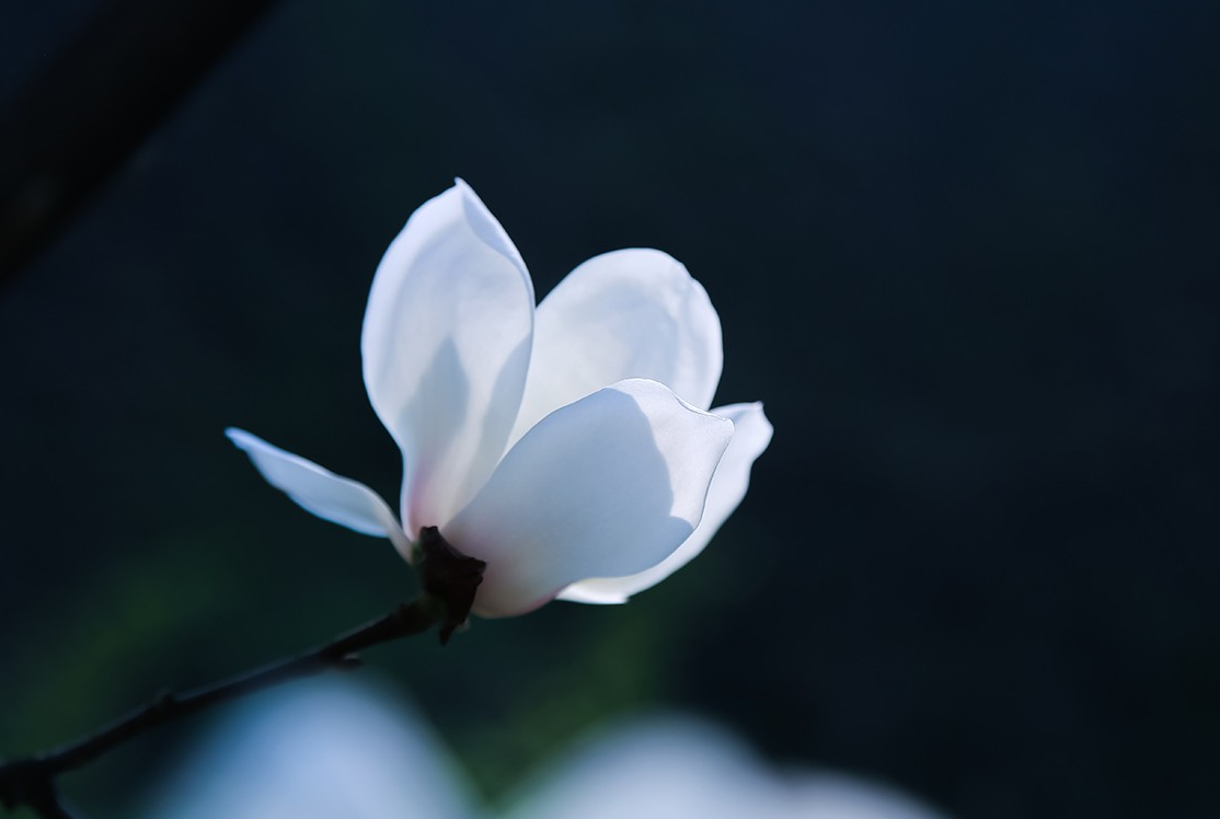 用了这6个拍摄方法,实拍24张白色玉兰花的照片,有没有你喜欢的照片?