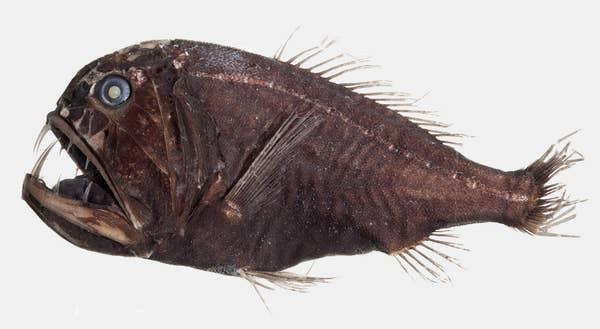 21种深海生物,做梦不要梦到他们