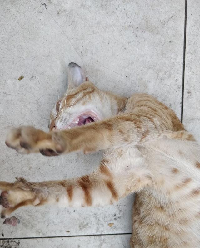 女子半个月前被猫咬伤,猫却离奇而亡!元凶是新型布尼亚病毒