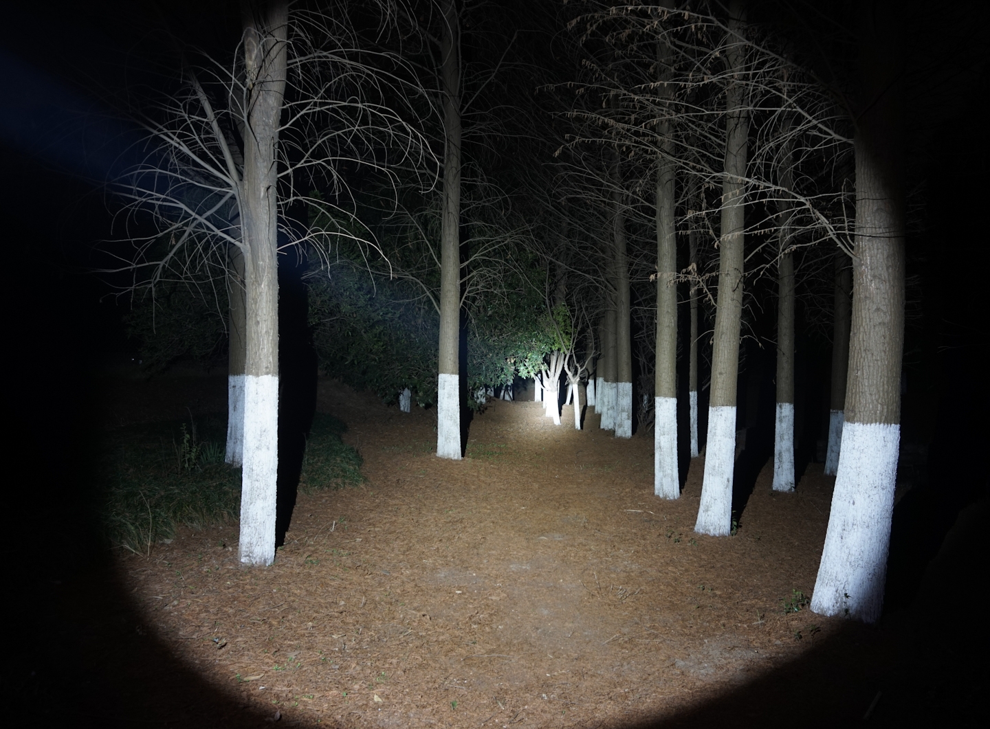 滤镜|红白绿三色变光狩猎手电CYANSKY H5