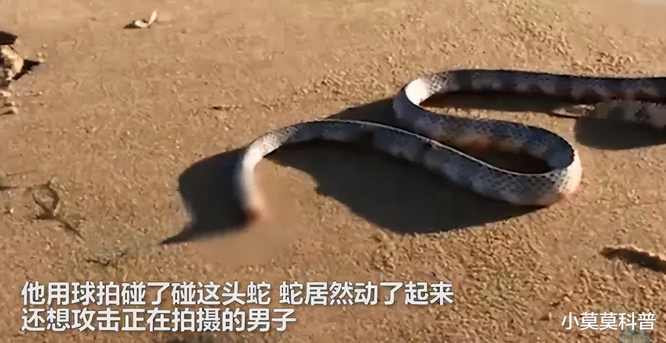 你见过被砍头还能杀人的毒蛇吗?你见过砍掉头能活十八个月的鸡吗