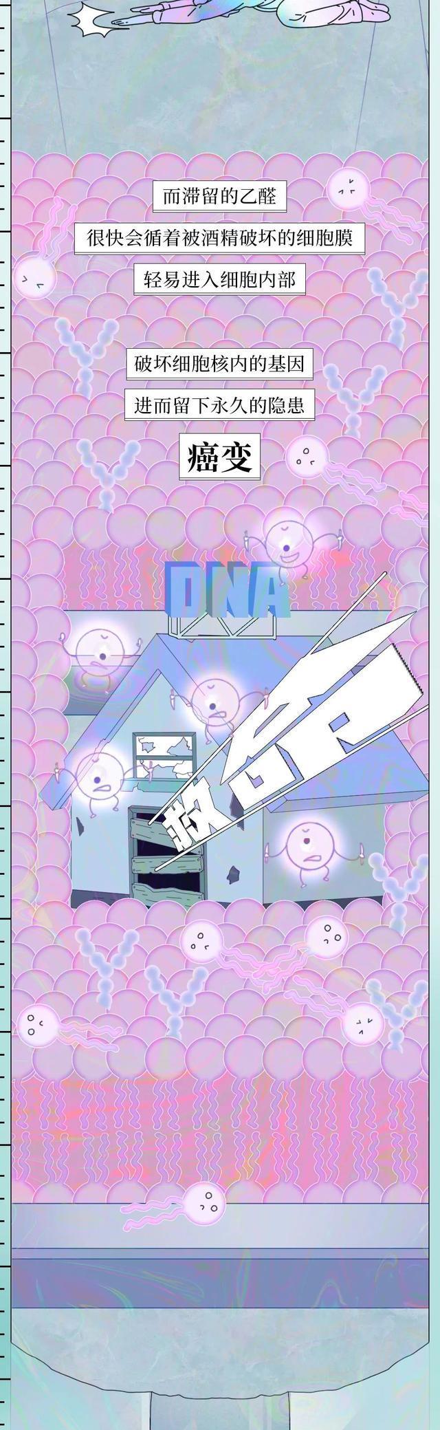 |酒精在体内的“活动轨迹”公布，看完后你还敢继续喝酒吗？