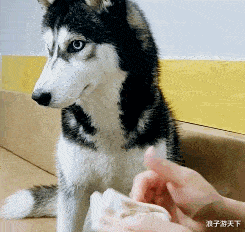 谢霆锋|张柏芝疑与三胎生父带孩子们逛街,Lucas与继父关系亲密胜过谢霆锋