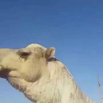 沙漠骆驼不喝水最长能活7个月，秘密是什么？能装会省，还不挑食