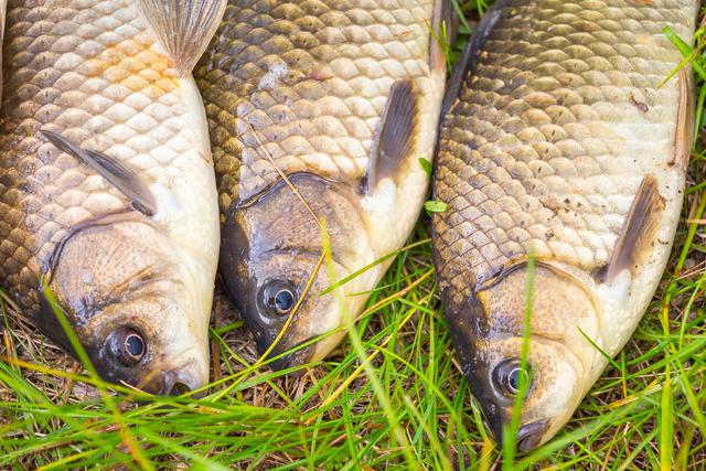 鲫鱼|冬天钓不到鲫鱼?试试串钩钓法,装备少还容易爆护