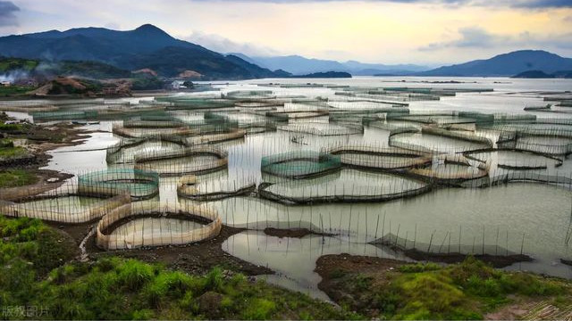 被人吃了几千年的鱼，直到突然濒危，都没人知道它们来自何处