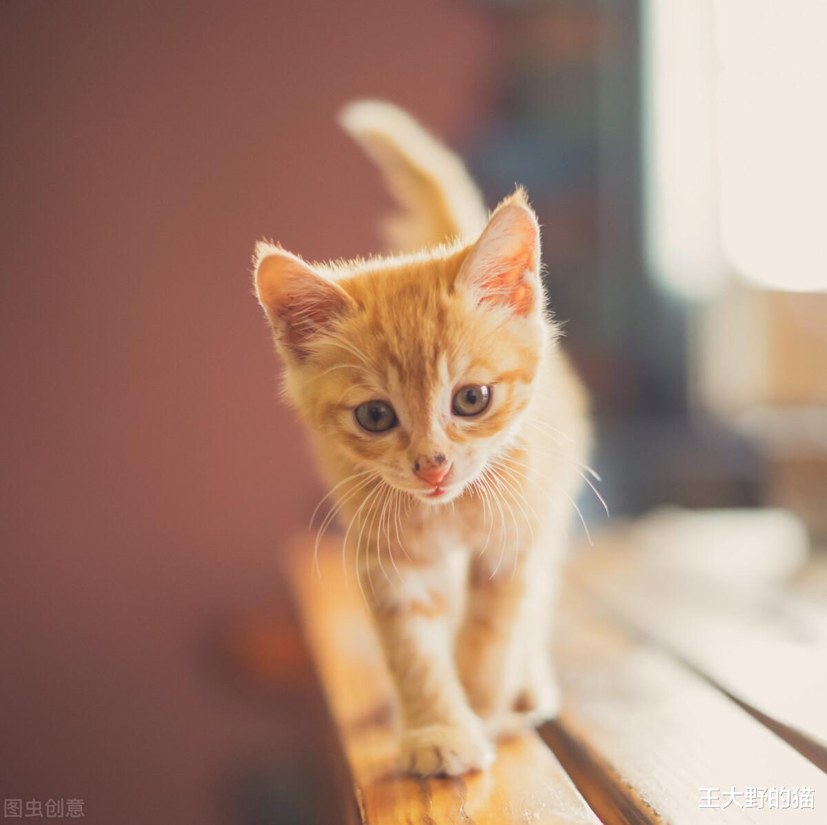 流浪猫爬到11楼求收养，看完监控后网友泪奔：还好遇见你