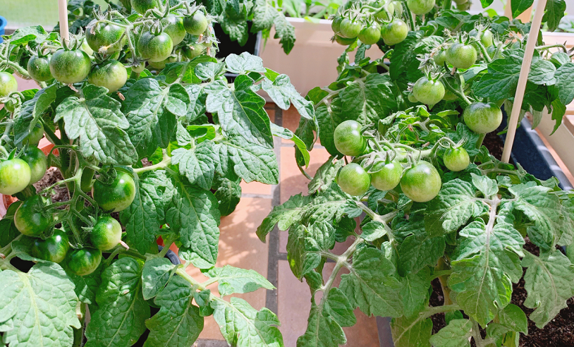 “闲置”阳台不如种点菜,盆栽这“4样”,产量高、收成早