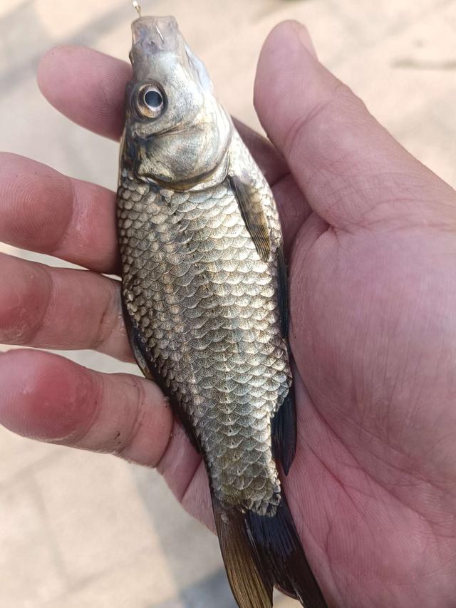 |元旦三天活动结束，标鱼依旧不见踪影