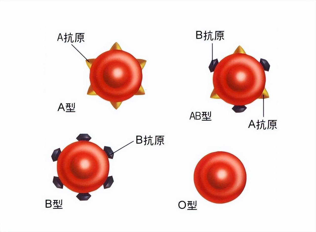 全球不到50例,比熊猫血还稀有N倍的“黄金血”有何超能力?