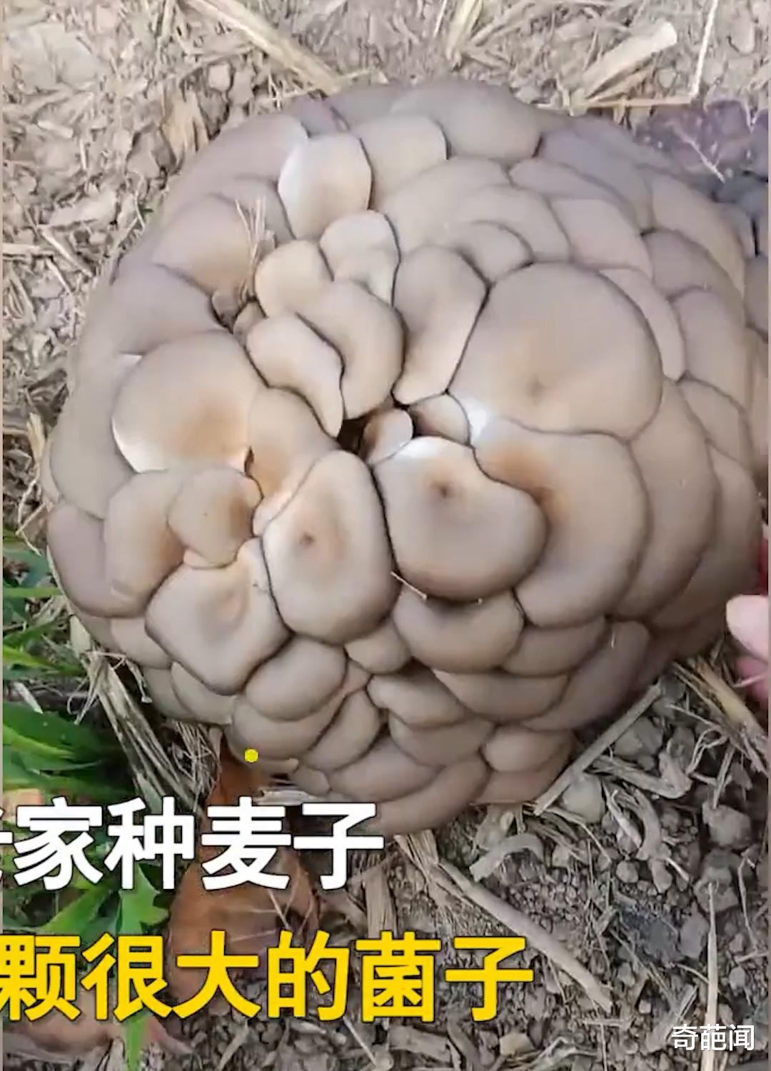 女子田里发现野蘑菇,因头次见不敢摘,网友看完直呼:人间美味!