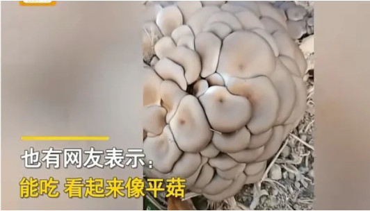 河南商丘,一名女子在麦田里劳作累了坐下来休息,无意间看到地头边上长着一堆蘑菇