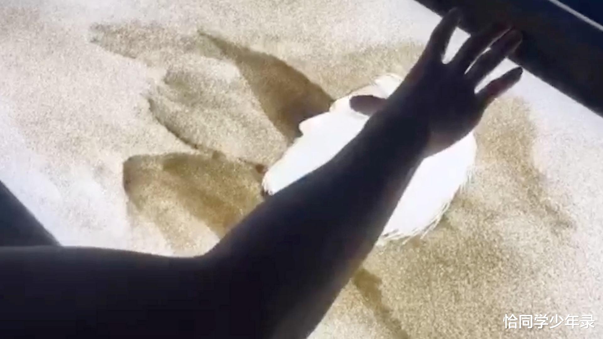 沙画|\沙画大神\方浪浪:靠玩沙子登上春晚,用沙子再现各种角色!