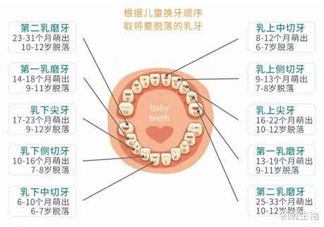 牙齿内心里的宝——牙髓干细胞