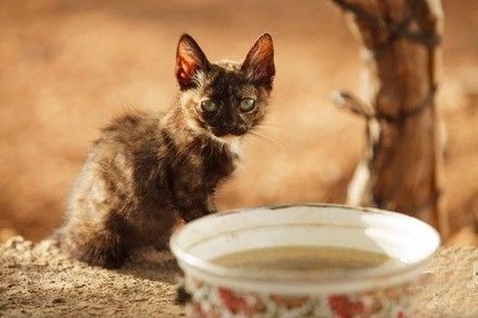 “在冬天，10只流浪猫会有6只死掉！”