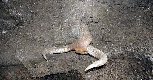 猛犸象墓地满目疮痍,骨头猎人用喷射泵冲毁冻土,盗取古生物骨骼