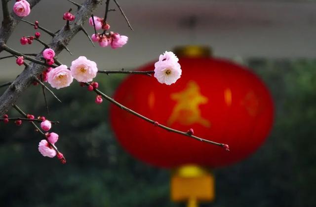 普通花朵拍摄出诗意美,摄影新手学点高级的,让照片更有意境