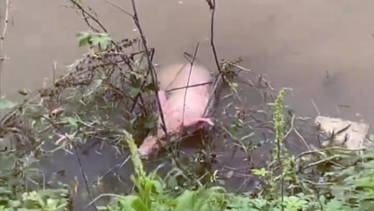 贵州|钓鱼“钓”头活猪！贵州男子垂钓的罕见经历，随后的做法出乎意料