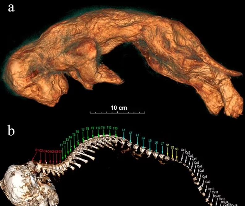 潘多拉魔盒开了?西伯利亚几年前的洞穴狮子尸体,死于28000年前