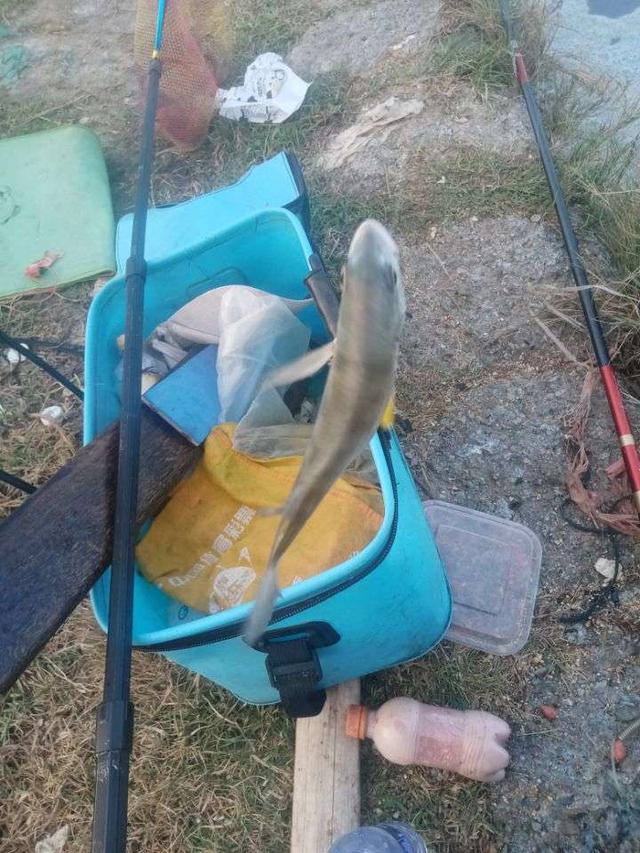 饵料|菜地解封第一战,黄鳍鲷来小爆护