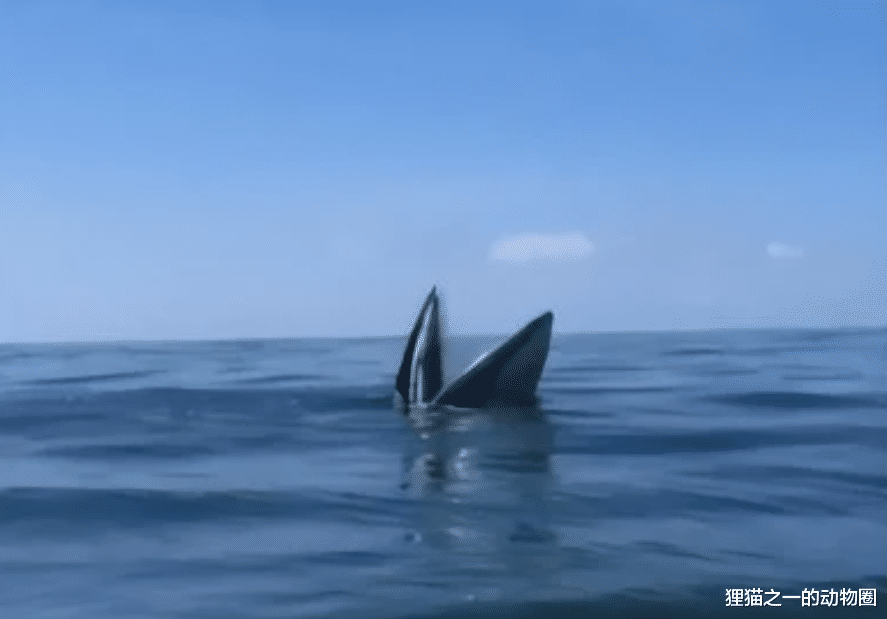 广西东兴金滩海域出现布氏鲸!几十年老渔民也未见过,为何突现?