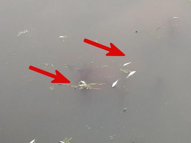 饵料|钓点水面漂着死鱼，还能不能下竿垂钓了？