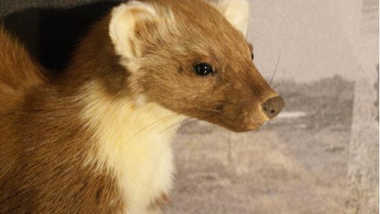 松貂为什么被称为“入侵物种终结者”？挽救了几乎灭种的红松鼠