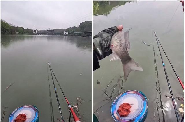 |南昌梅湖出现许多死鱼，原因未知，附近钓鱼人：湖水发黑