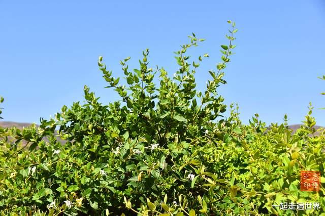 甘肃|夏天去哪玩？甘肃有一个地方，既漂亮，又凉爽