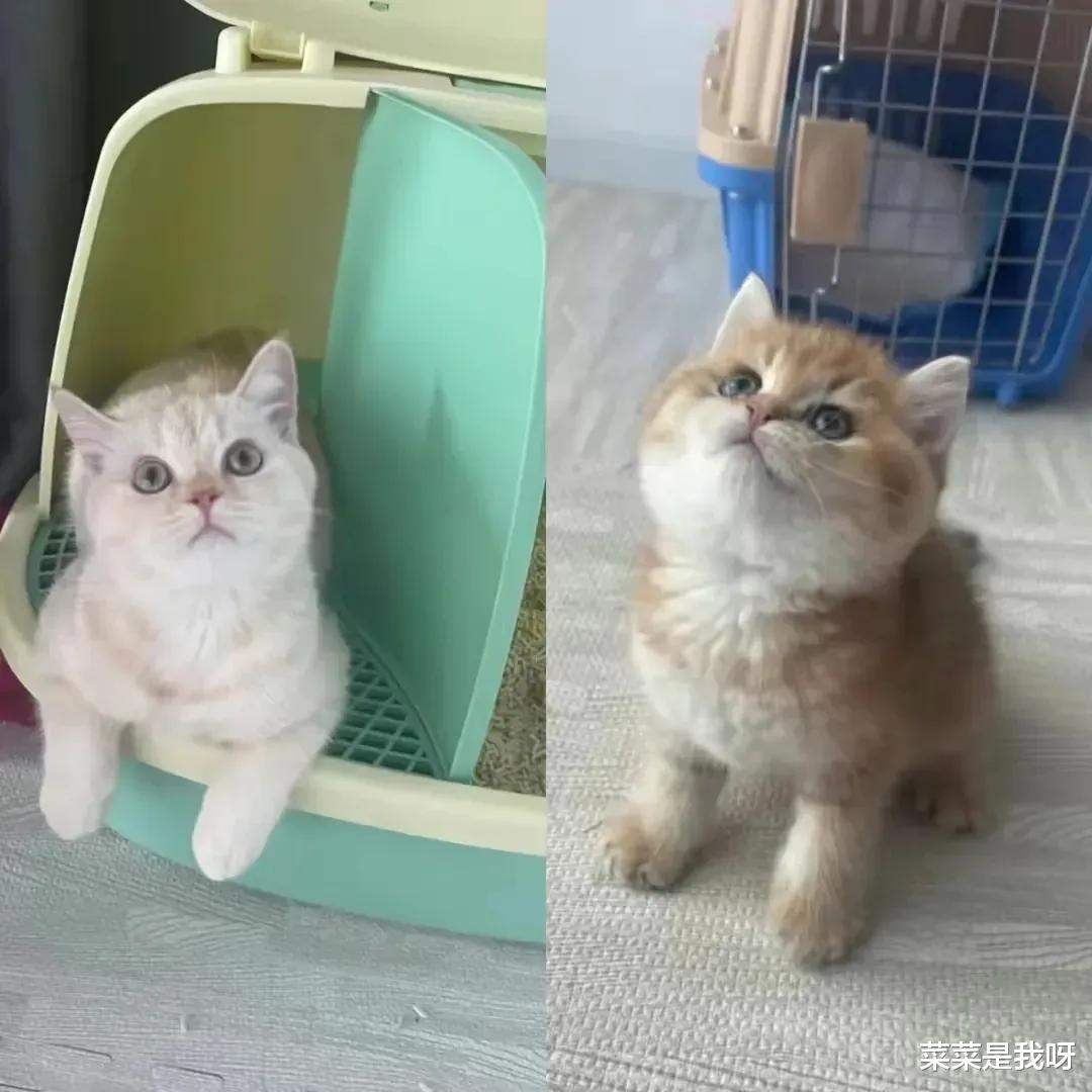 杭州一女孩称,自己入职了一家公司,月薪6000元,主要职责就是负责撸猫