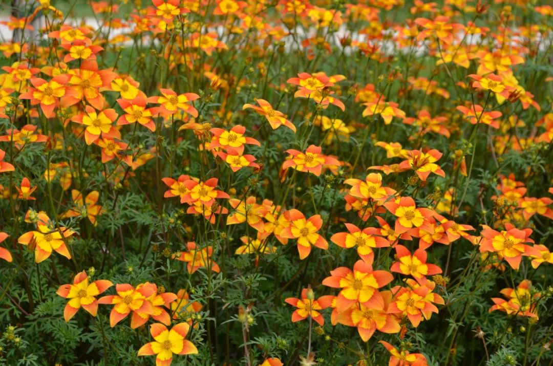 生肖|2023年，翻身转运，3大生肖否极泰来，实现自我价值，可喜可贺