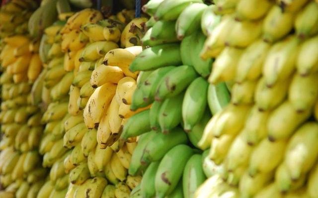 香蕉会在28年后灭绝？从本质上说，我们吃的香蕉其实来自同一棵树