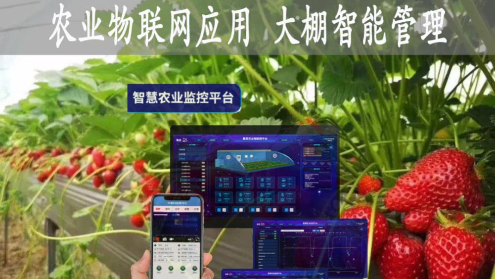 李想|物联网农业应用，大棚草莓温度智能管理，手机远程控温