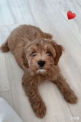 江映蓉|贝克汉姆搂着少女亲啊亲！贝嫂很淡定，网友凌乱了