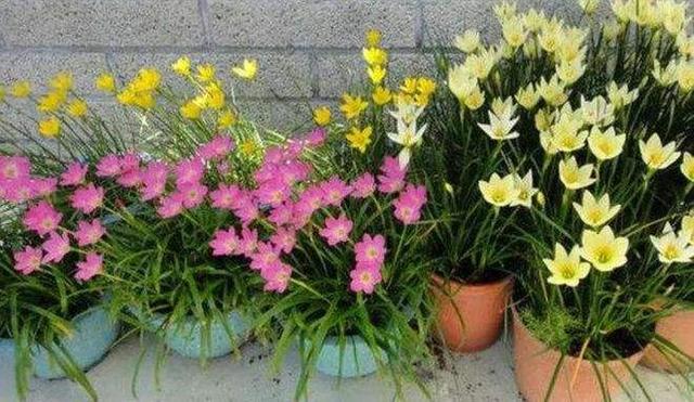 |想要打造高级的“庭院花园”,5种花草6种小物件,都要安排上