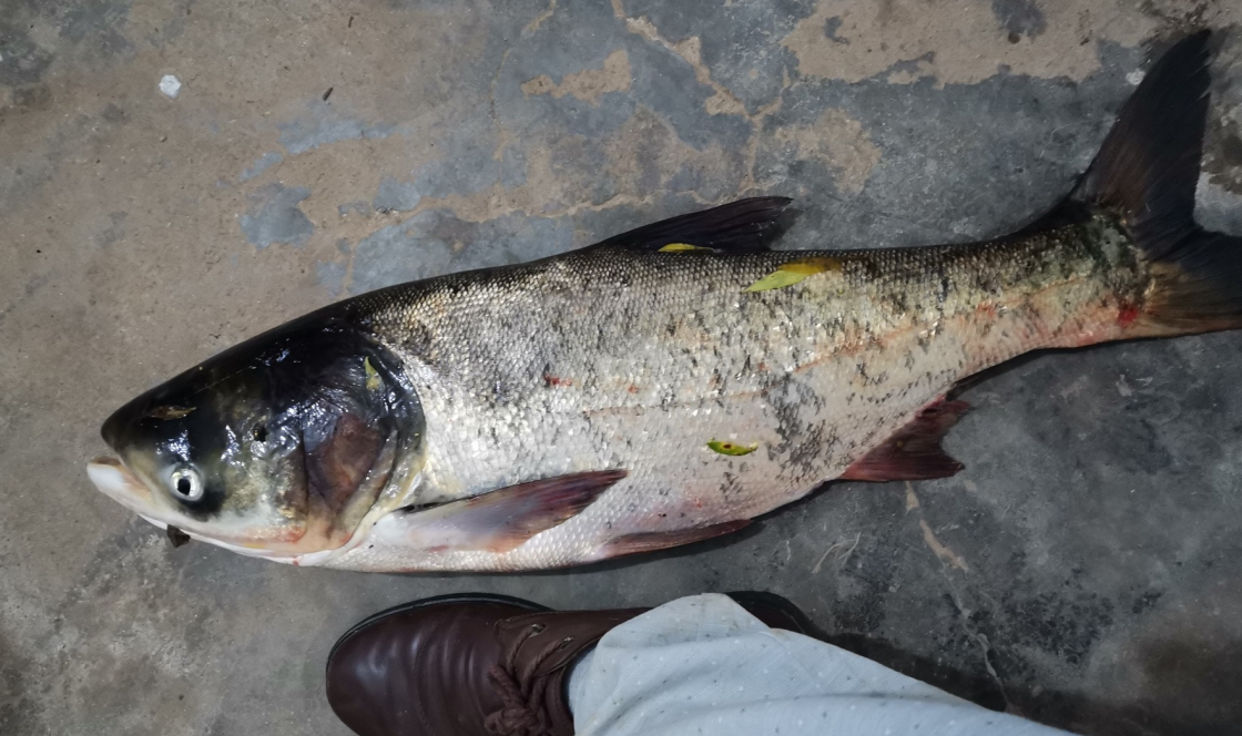 饵料|初秋钓鱼选择四种作钓方式,事半功倍,离爆护只差一点运气