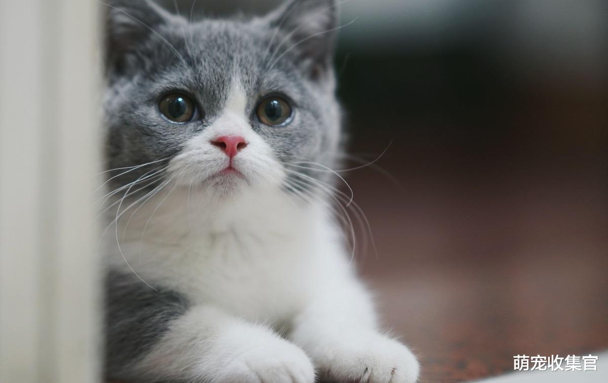在你上厕所的时候，猫咪为什么喜欢守着你？有四点原因