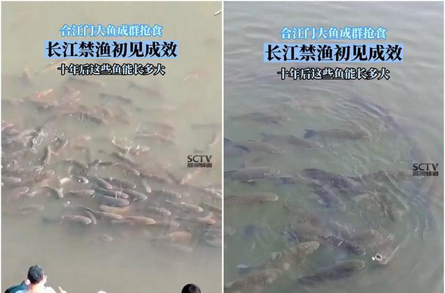 实拍合江门:成群肥硕大鱼聚集岸边,长江离鱼多成灾还有多远?