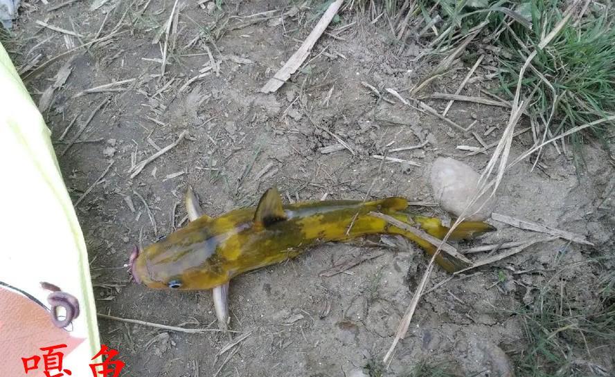 |国内淡水中有5种鱼，个头不大杀伤力却不小，钓鱼人都不敢徒手抓