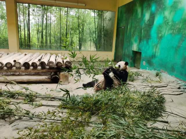 哪些动物在进化路上跑偏了?同样是进化,为何这些动物如此奇怪?
