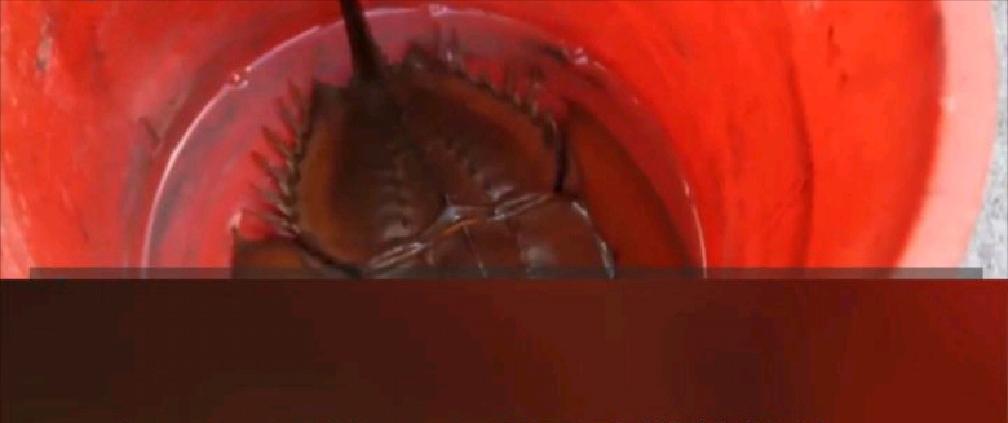 浙江火了!温岭现身一只4眼物种,血液为蓝色,存在恐龙时代之前
