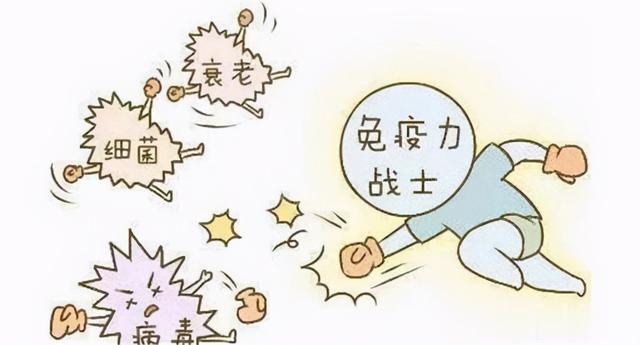 人参|免疫力怎么提高，试试从这三个方面开始调节