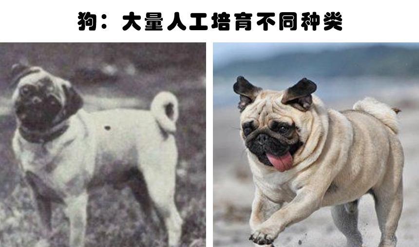 被迫的进化:因为人类的影响,而不得不发生进化的5种动物