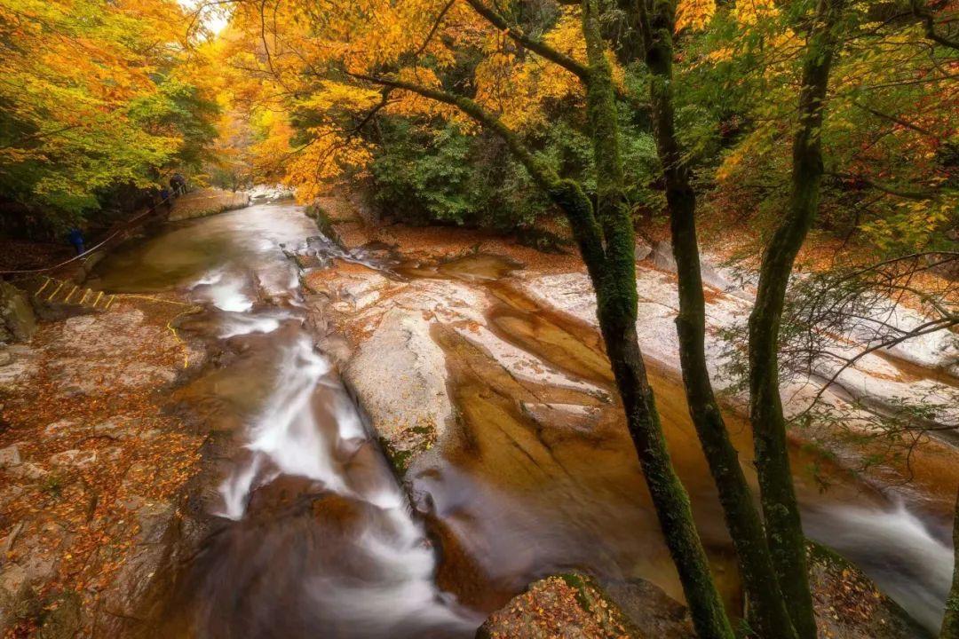 光雾山|迷倒大批秋叶控,年年被小红书赞爆的“红叶第一山”,我给满分!