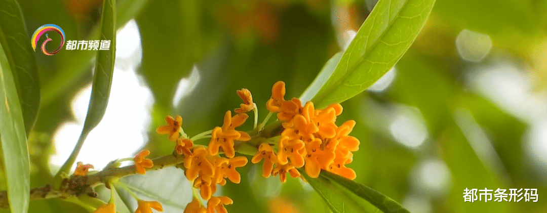 旅行|全开了！又到一年桂花香，昆明这几个好去处等你打卡~