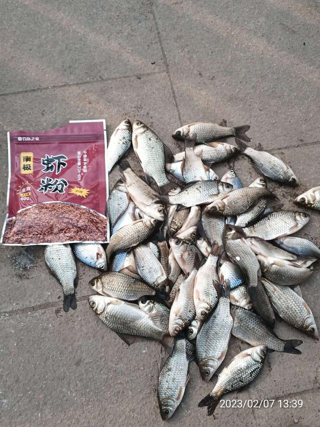 钓鱼|【钓鱼之家虾粉】虾粉助力再创佳绩,收获满满再成河冠