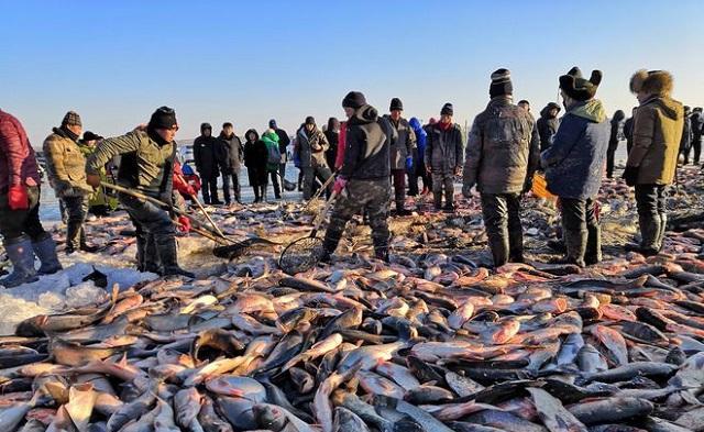 一条鱼卖170万?查干湖冬捕每年捕捞300万斤鱼,真的是洗澡鱼吗?